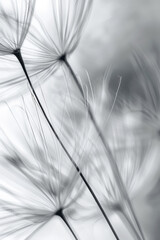 Ethereal Macro Dandelion Seed Close-Up in Monochrome