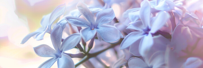 Serene Lilac Flowers in Soft Pastel Light - A Spring Awakening