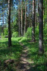Narrow path between pine trees in coniferous forest, sunny summer day