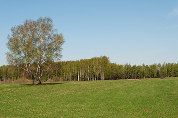 Large green meadow on birch forest background, lonely birch tree at forest edge, spring time