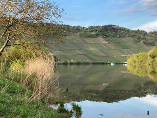 Landschaft an der Mosel in Kröv kurz vor der Moselschleife am Abend im Frühling - 788579389