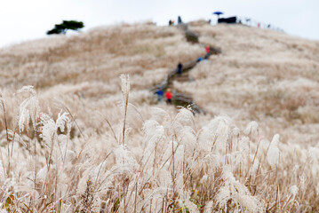 View of the white reeds with the tourists on the mountain