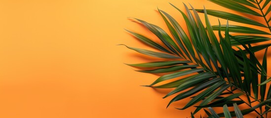 Copy space available on a summer orange backdrop with a tropical palm tree leaf.