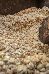 Fresh cocoa seeds ready to be washed.
Cocoa seeds are covered with their natural mucilage.
