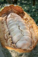 Fototapeta na wymiar Close up of an open cacao pod. Sliced cocoa pod revealing its white beans. 