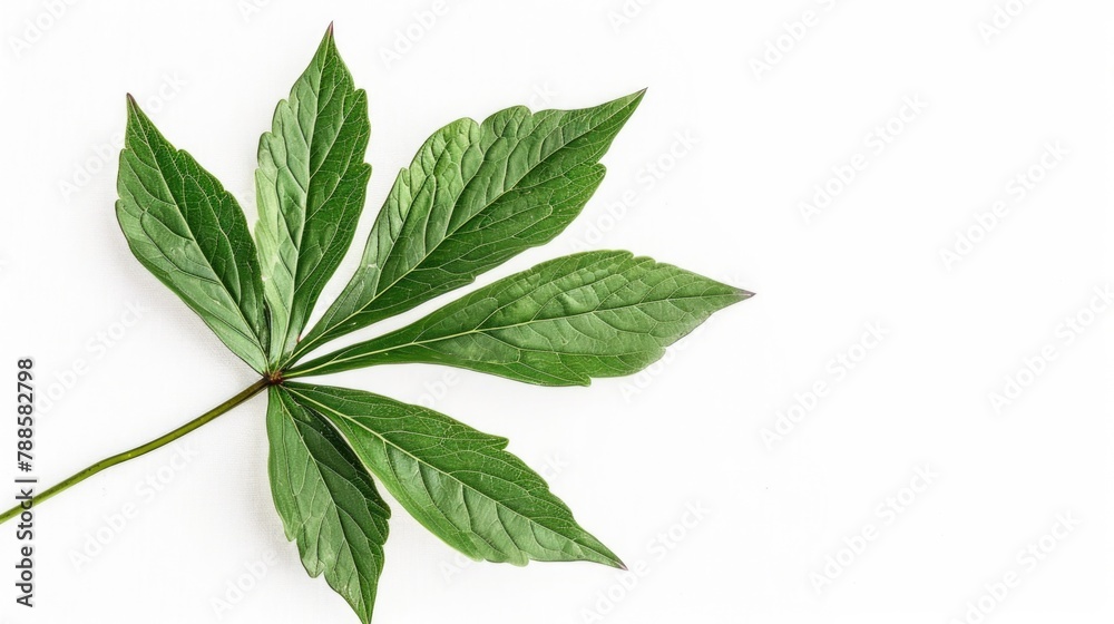 Aufkleber A simple green leaf on a plain white surface. Suitable for nature and minimalistic concepts