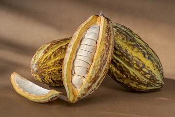 Sliced in half cacao pod.
Beautiful studio pictures of the cocoa pods revealing its seeds.
