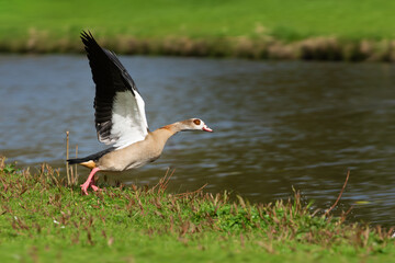 An adult female Nile or Egyptian goose (Alopochen aegyptiaca) takes off from the shore - 788584386