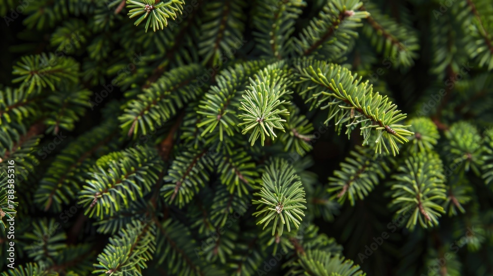 Poster Close-up view of a pine tree. Suitable for nature and forestry concepts