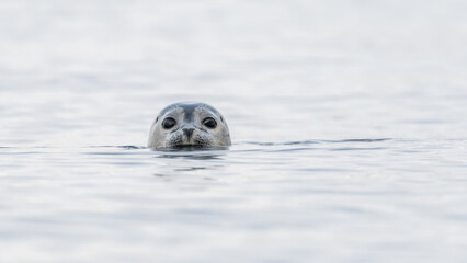 emerging seal, phoca vitulina, harbor seal head, above the water surface, curious seal, marine mammals, seal gaze, cute eyes, seal watching the photographer