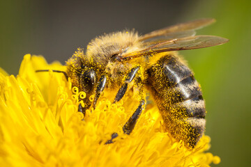 honey bee, apis mellifera, silhouette of a bee, anatomical structure of an insect, bee bathed in pollen, pollinating insect, dandelion flower, yellow flower, anthers, stamens, pollination, worker bee,