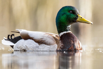 male mallard duck, atlas photo, anas platyrhynchos, low perspective, plumage, feather colors, mating season, antlered birds, the most common duck species, game birds