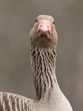 wild goose looking straight at the camera, anser anser, greyllag, stretched neck, bird portrait, bird gaze, eye contact, vertical shot, telephoto lens, photo hide