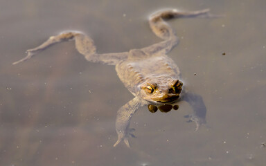 common toad, amphibian floating on the water surface, bufo bufo, tailless amphibians, anatomical...