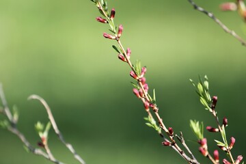 pink flower buds on bush branch close up on blurred green background