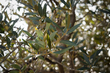 Olive tree branches close-up photo, olive farm, green garden