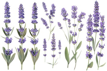 Beautiful lavender flowers on a clean white background, perfect for various design projects