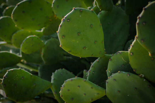 close up of cactus