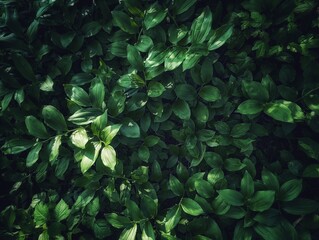 Green leaves background. Green natural texture. Dark background 