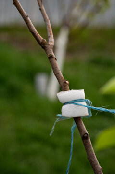 a branch of a young tree in the garden is tied with paralon and thread