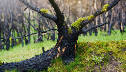 Burnt tree trunk with branches, green moss and grass. Environmental protection.