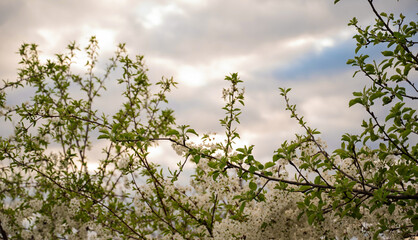 Flowering branch of cherry against the background of the cloudy sky