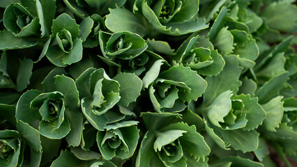 Close-up of green ornamental cabbage plant in the garden.