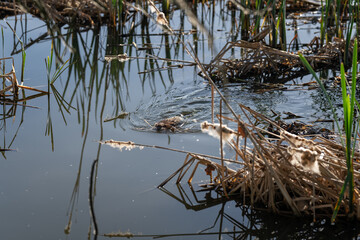 A river nutria swims with parts of reeds.