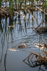 A river nutria swims with parts of reeds.