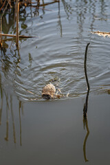 A river nutria swims with parts of reeds.