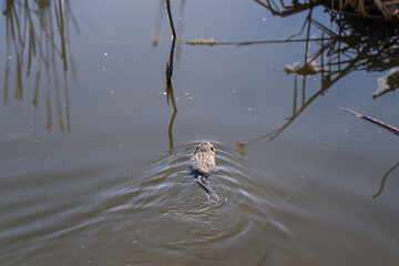 A river nutria swims with parts of reeds.
