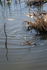 A river nutria swims with parts of reeds.