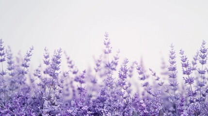 Fototapeta premium Beautiful field of purple flowers with a clear white sky background. Ideal for nature and springtime concepts