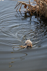 A river nutria swims with parts of reeds.