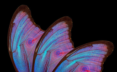 Wings of a butterfly Morpho isolated on black. Morpho butterfly background. 
