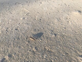 bug, soil, home at sunset, shadow, natural photo