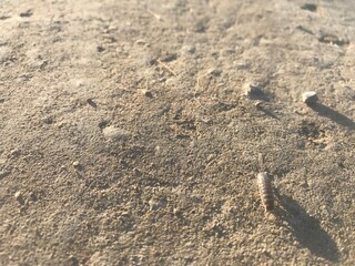 bug, earth, cuckoo going home, 