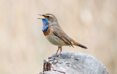 robin on a branch