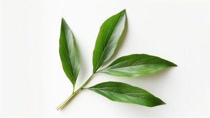 Fresh green leaf on clean white background. Perfect for nature or environmental concepts