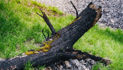 Burnt tree trunk with branches, green moss and grass. Environmental protection.