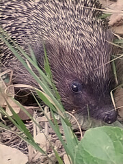 Hedgehog in the grass close-up