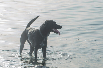 black dog bathes in the sea