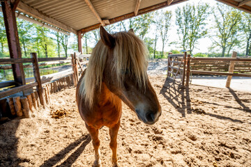 little cute pony in paddock paradise wide-angle weird look