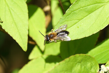 Close up male bee Andrena nitida. Family Mining Bees (Andrenidae). On a leaf of the shrub Deutzia. Spring, April, Netherlands