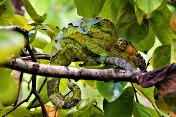 Calumma parsonii - a genus of chameleon (highly adapted and specialised lizard) endemic to the island of Madagascar (Madagascar)