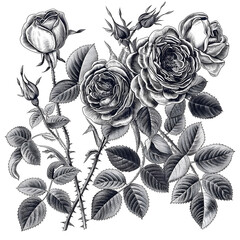 Vintage Style Rose Drawing with Fine Detail