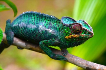The Panther chameleon (Furcifer pardalis) - a species of chameleon found in the eastern and...