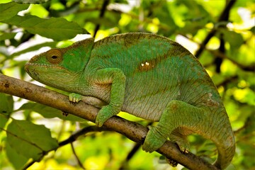 Calumma parsonii or Parson's chameleon - a genus of chameleon (highly adapted and specialised lizard) endemic to the island of Madagascar, eastern and northern regions (Madagascar)