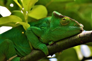 Calumma parsonii or Parson's chameleon - a genus of chameleon (highly adapted and specialised...