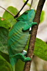 Calumma parsonii or Parson's chameleon - a genus of chameleon (highly adapted and specialised lizard) endemic to the island of Madagascar, eastern and northern regions (Madagascar)